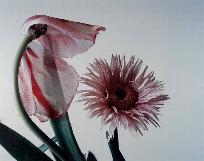 Nobuyoshi Araki
Flower (D-3), 1996
Cibachrome print (color)
21 1/2 x 27 in. (54.6 x 68.6 cm)
