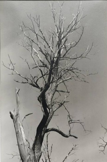 Alfred Stieglitz
Dead Chestnut, Lake George, New York, c. 1927
Gelatin silver print (black & white)
9 1/4 x 6 in. (23.5 x 15.2 cm)
Vintage printFlush mounted