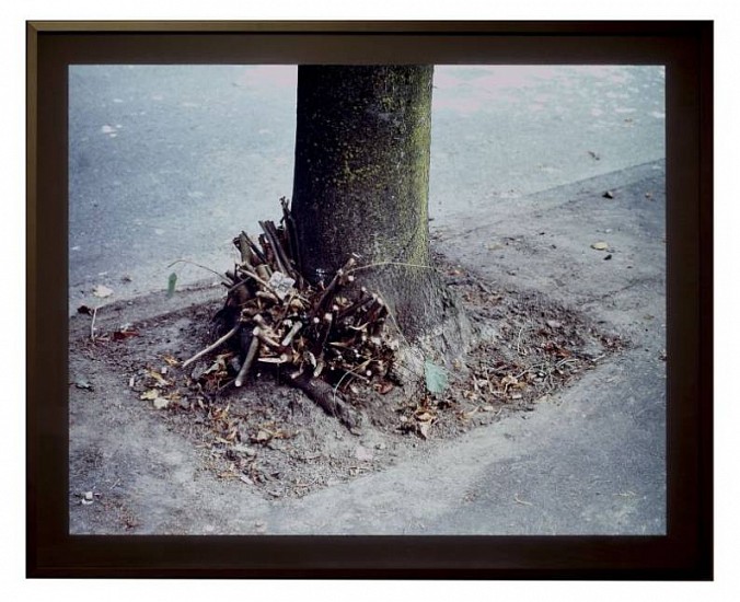 Jeff Wall
Clipped Branches, East Cordova St., Vancouver, 1999
Cibachrome transparency
28 1/4 x 35 in. (71.8 x 89 cm)
Edition No. 2 of 8Aluminum lightbox