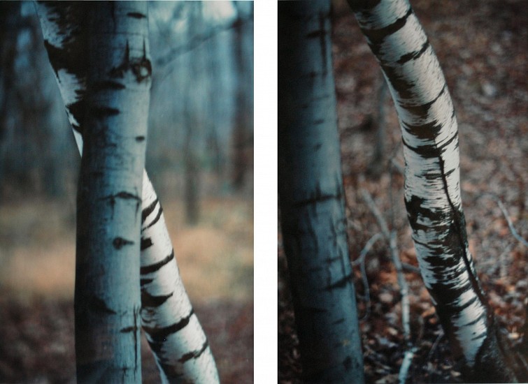 Ralph Gibson
Trees, two views
Chromogenic print (color)
40 x 30 in. (101.6 x 76.2 cm)
Diptych, each image 16" x 20"From the series "American Gothic"