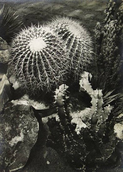 Josef Ehm
Kaktusy (Cacti), 1935
Gelatin silver print (black & white)
5 1/8 x 7 1/8 in. (13 x 18 cm)
From a portfolio of 10 prints titled " Moderni Ceska Fotografie" (Modern Czech Photography)