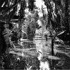 Sally Gall, Rio, Botanical Garden #1
Gelatin silver print (black & white)