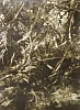 Jaromir Funke, Prales (From the Primeval Forest Cycle)
1937; Printed 1943, Gelatin silver print (black & white)