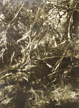 Jaromir Funke - Prales (From the Primeval Forest Cycle)