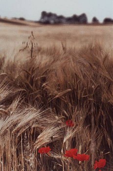 Ralph Gibson - Field with Poppies