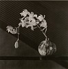 Robert Mapplethorpe, Orchid
1987, Gelatin silver print (black & white)