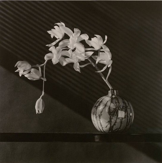 Robert Mapplethorpe
Orchid, 1987
Gelatin silver print (black & white)
18 3/4 x 18 3/4 in. (47.6 x 47.6 cm)
Edition 5/10