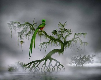 Didier Massard - L'Oiseau (The Bird)