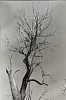 Alfred Stieglitz, Dead Chestnut, Lake George, New York
c. 1927, Gelatin silver print (black & white)