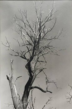 Alfred Stieglitz - Dead Chestnut, Lake George, New York