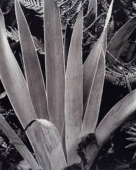 Paul Strand - Iris, Georgetown, Maine