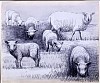 Henry Moore, Sheep Drawing 23
1972, Pen