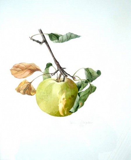Jessica Tcherepnine
Apple (Malus Golden Delicious)
Watercolor
11 1/4 x 9 1/4 in. (28.6 x 23.5 cm)
On satin aquarell paper by Arches, France