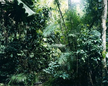 Thomas Struth - Paradise 6, Daintree/Australian