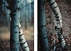 Ralph Gibson, Trees, two views
Chromogenic print (color)