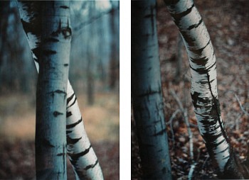 Ralph Gibson - Trees, two views