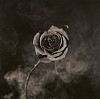 Robert Mapplethorpe, Rose with Smoke
1985, Gelatin silver print (black & white)