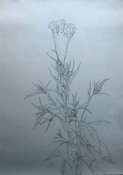 Martin Kline - Miniature Gladiolus