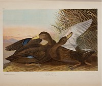 John James Audubon Biography