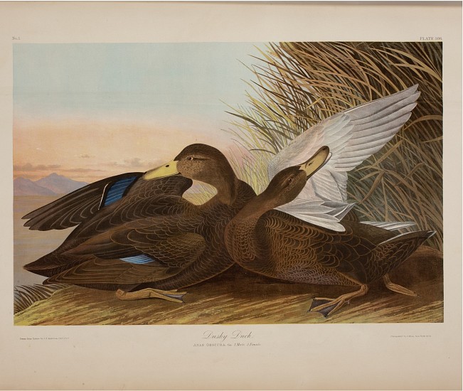 John James Audubon
Dusky Duck, 1860
Lithograph
28 1/2 x 36 1/2 in. (72.4 x 92.7 cm)
Julius Bien (1826-1909, lithographer)Plate 386 No. 1 Dusky duck. Anas Obscura, Gm. 1. Male; 2. Female Drawn from nature by J.J. Audubon, F.R.S. F.L.S. / Chromolithy. By J. Bien, New York 1860 Image of a male and female duck