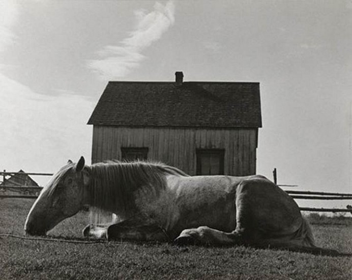 Walter Rosenblum
Gaspe Horse, Canada, 1949
Gelatin silver print (black & white)
11 x 14 in. (27.9 x 35.6 cm)